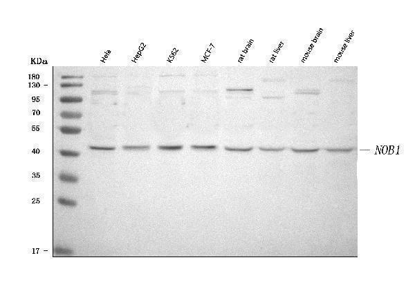 Anti-NOB1 Antibody Picoband® Boster Bio