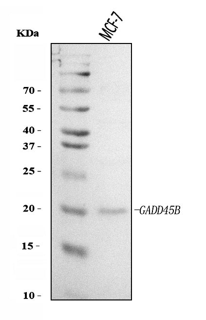 Anti-GADD45B Antibody Picoband® Boster Bio