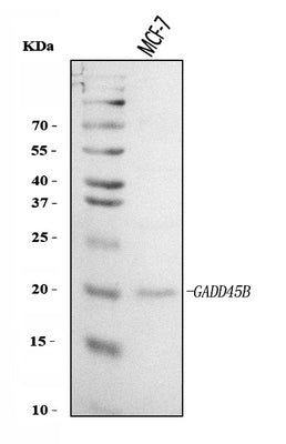 Anti-GADD45B Antibody Picoband® Boster Bio