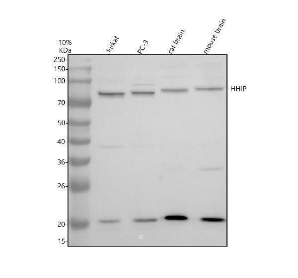 Anti-HHIP Antibody Picoband® Boster Bio