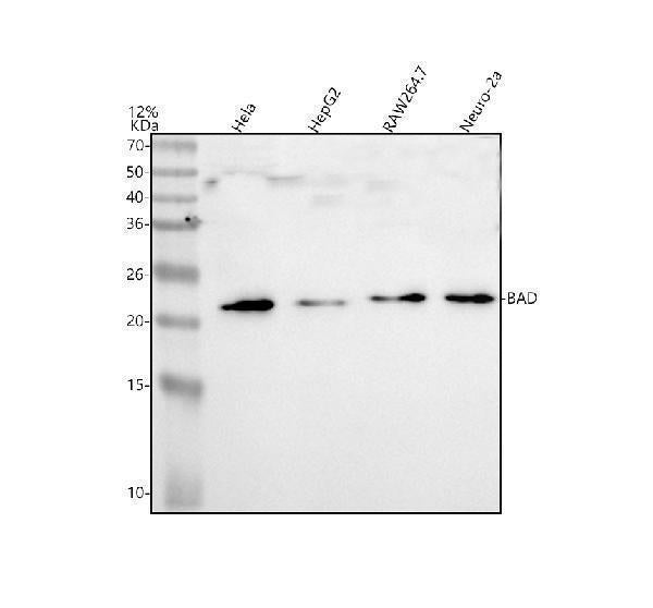 Anti-BAD Antibody Picoband® Boster Bio