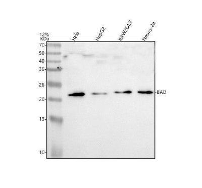 Anti-BAD Antibody Picoband® Boster Bio