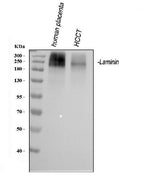 Anti-Laminin Antibody Picoband® Boster Bio
