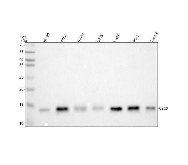 Anti-Cytochrome C/Cycs Antibody Picoband® Boster Bio