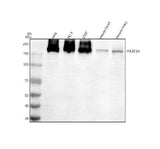 Anti-PIK3C2A Antibody Picoband® Boster Bio