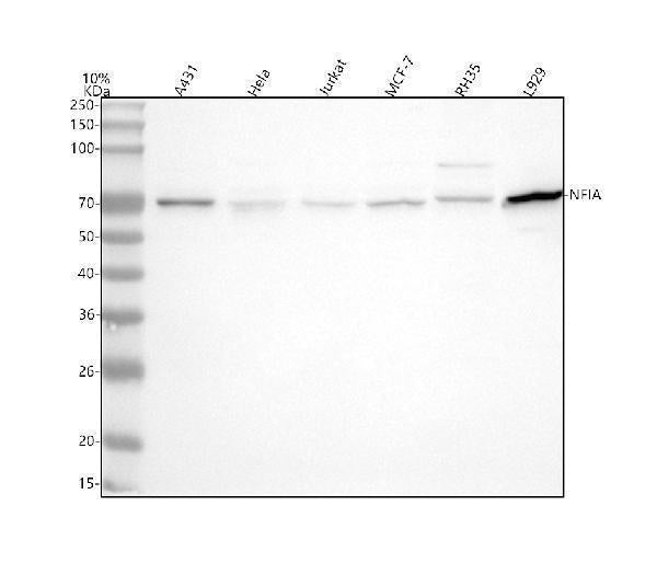 Anti-NFIA Antibody Picoband® Boster Bio