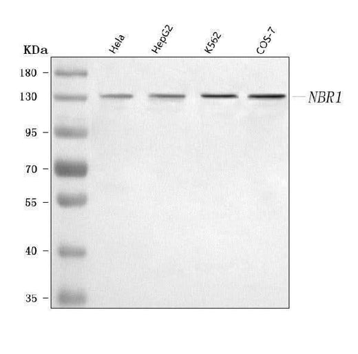 Anti-NBR1 Antibody Picoband® Boster Bio