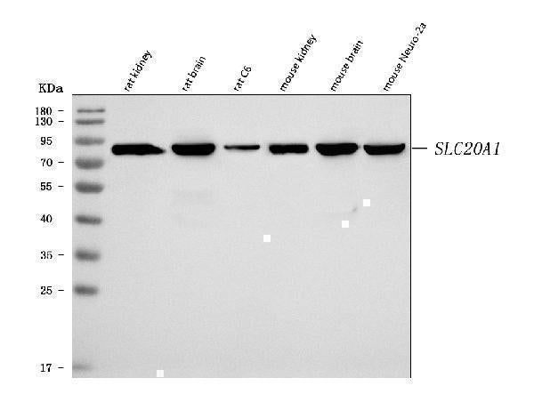 Anti-SLC20A1 Antibody Picoband® Boster Bio
