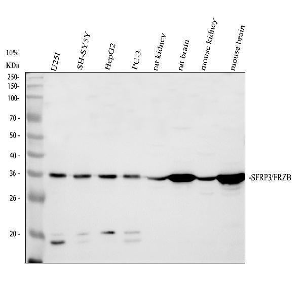 Anti-FRZB Antibody Picoband® Boster Bio