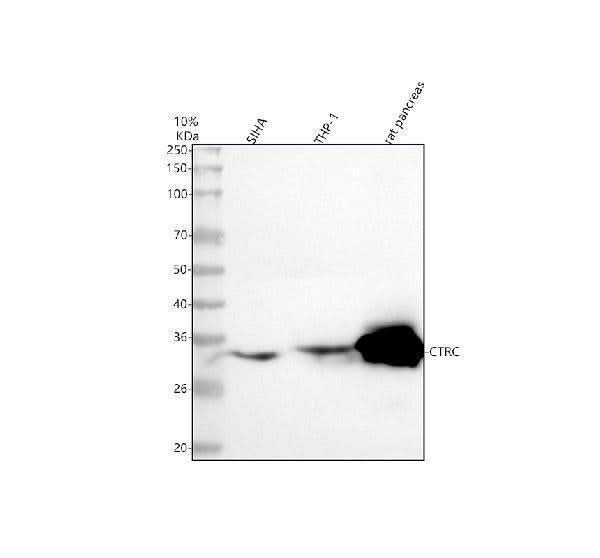 Anti-CTRC Antibody Picoband® Boster Bio