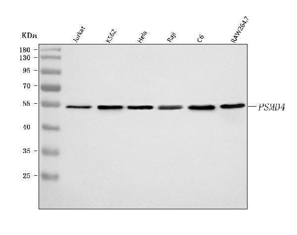 Anti-PSMD4 Antibody Picoband® Boster Bio