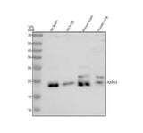 Anti-RAP2A Antibody Picoband® Boster Bio