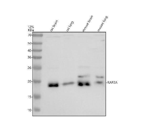 Anti-RAP2A Antibody Picoband® Boster Bio