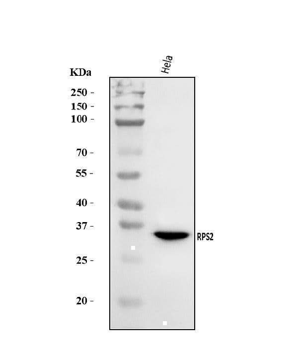 Anti-RPS2 Antibody Picoband® Boster Bio