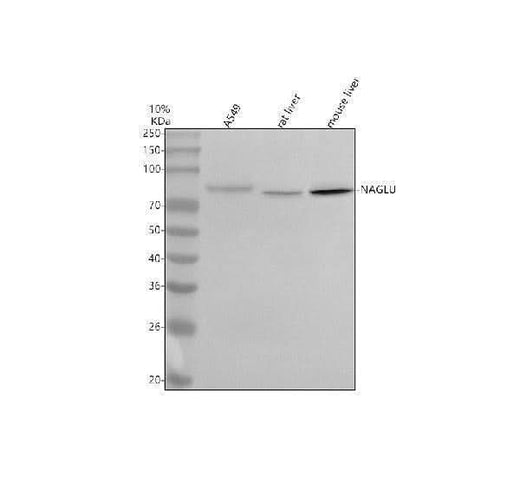Anti-NAGLU Antibody Picoband® Boster Bio