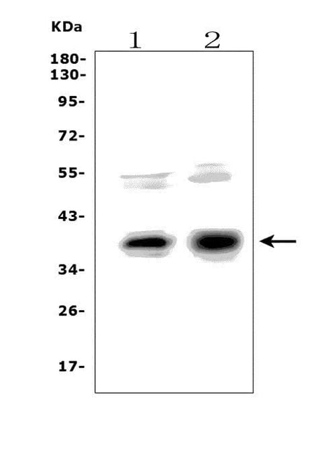 Anti-XLF/NHEJ1 Picoband® Antibody Boster Bio