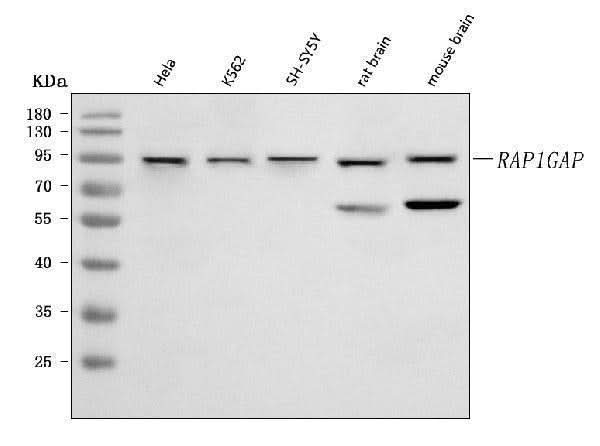 Anti-RAP1GAP Antibody Picoband® Boster Bio