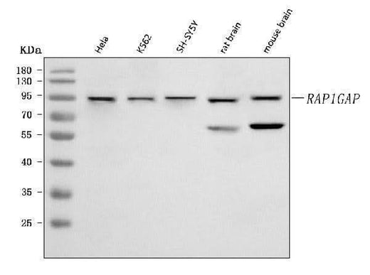 Anti-RAP1GAP Antibody Picoband® Boster Bio
