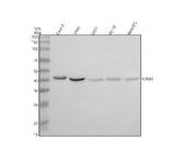 Anti-CREB3 Antibody Picoband® Boster Bio