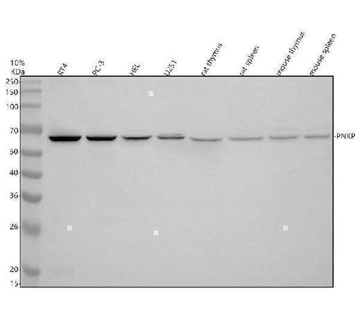 Anti-PNKP Antibody Picoband® Boster Bio