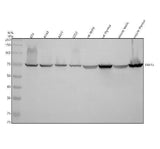 Anti-TAF15 Antibody Picoband® Boster Bio