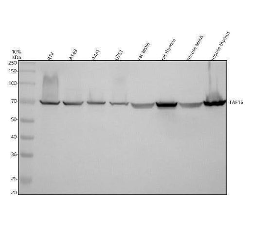 Anti-TAF15 Antibody Picoband® Boster Bio