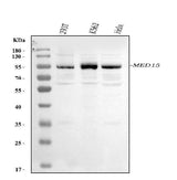 Anti-MED15 Antibody Picoband® Boster Bio