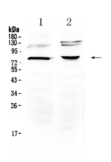 Anti-Dishevelled 3/DVL3 Antibody Picoband® Boster Bio