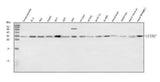 Anti-ALYREF Antibody Picoband® Boster Bio