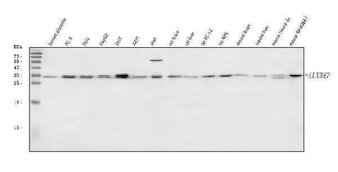 Anti-ALYREF Antibody Picoband® Boster Bio