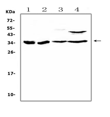 Anti-BRMS1 Antibody Picoband® Boster Bio