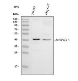 Anti-MAPK13 Antibody Picoband® Boster Bio
