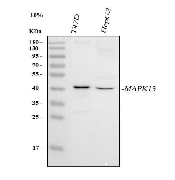 Anti-MAPK13 Antibody Picoband® Boster Bio
