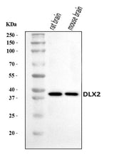 Anti-DLX2 Antibody Picoband® Boster Bio