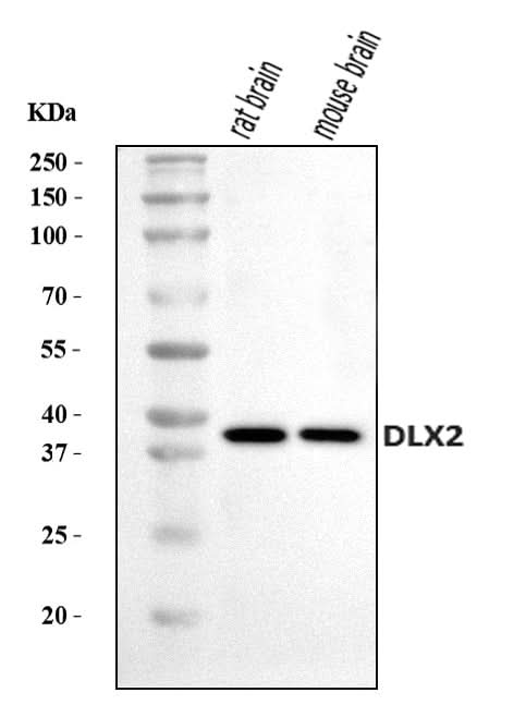 Anti-DLX2 Antibody Picoband® Boster Bio