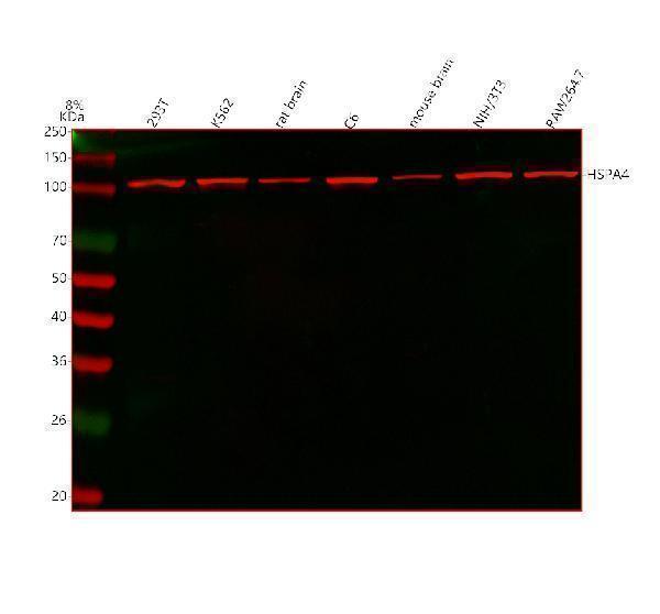 Anti-HSPA4 Antibody Picoband® Boster Bio