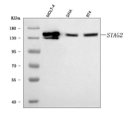 Anti-SA2/STAG2 Antibody Picoband® Boster Bio