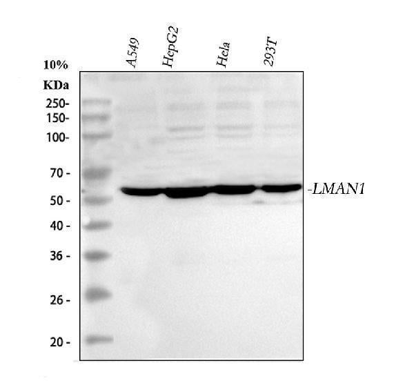 Anti-LMAN1 Antibody Picoband® Boster Bio
