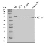 Anti-BLNK Antibody Picoband® Boster Bio