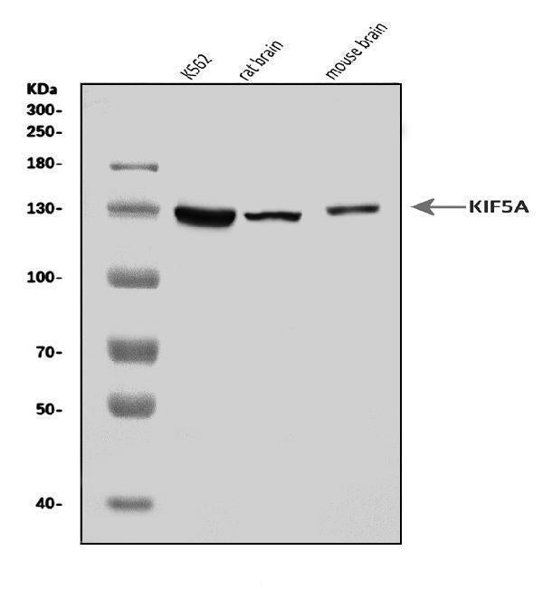 Anti-KIF5A Antibody Picoband® Boster Bio
