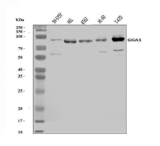 Anti-GGA3 Antibody Picoband® Boster Bio
