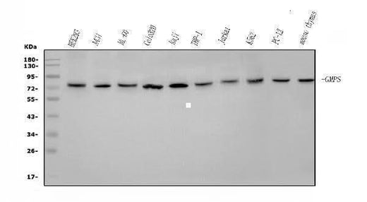 Anti-GMPS Antibody Picoband® Boster Bio