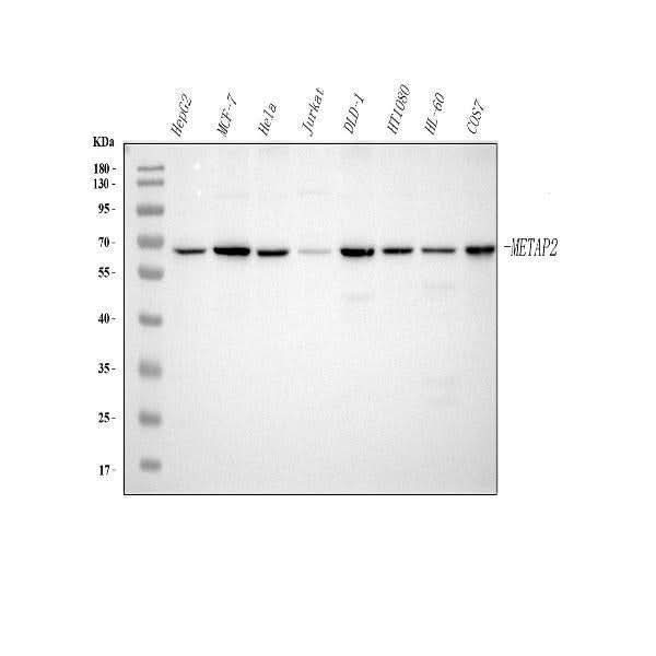 Anti-METAP2 Antibody Picoband® Boster Bio