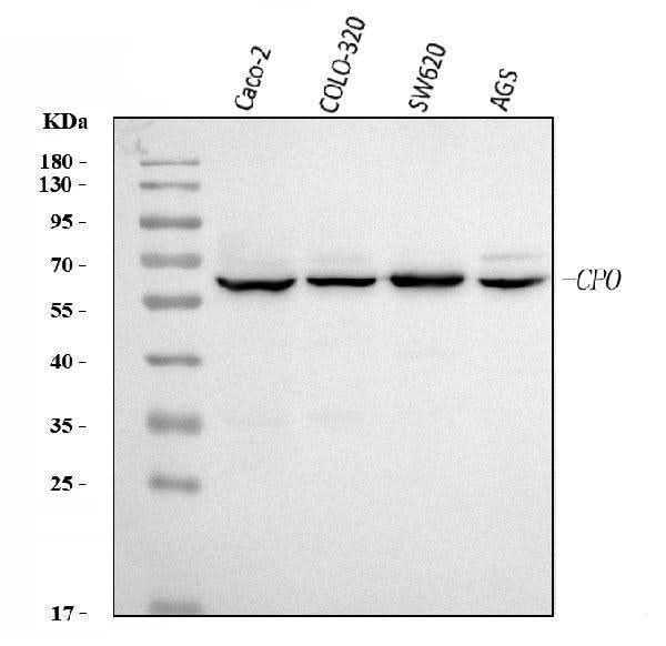 Anti-CPO Antibody Picoband® Boster Bio