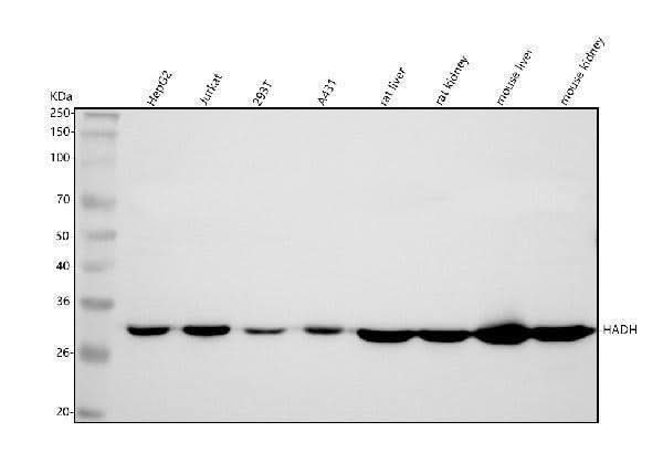 Anti-HADH Antibody Picoband® Boster Bio