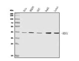 Anti-NDE1 Antibody Picoband® Boster Bio