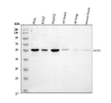 Anti-PIST/GOPC Antibody Picoband® Boster Bio