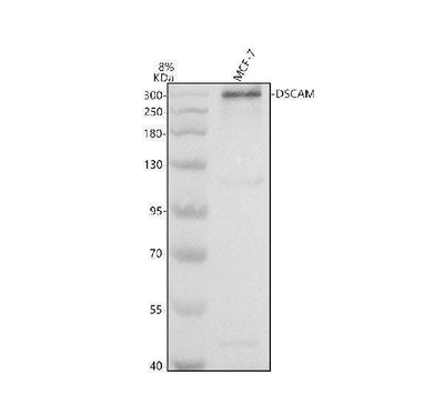 Anti-DSCAM Antibody Picoband® Boster Bio