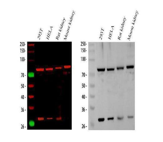 Anti-HADHA Antibody Picoband® Boster Bio