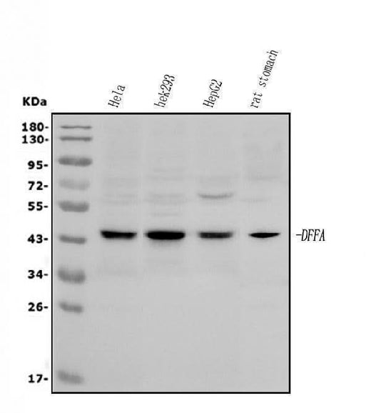 Anti-DFFA/ICAD Antibody Picoband® Boster Bio